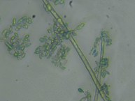 Cladosporium halotolerans LCE-02 (aumento de 40x)