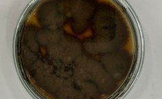 Cladosporium halotolerans LCE-02 (em placa)