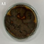 Cladosporium halotolerans LCE-02 (em placa)