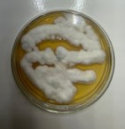 Fusarium solani LCE-05 (em placa)
