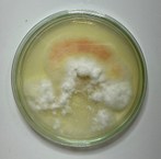 Isolado F4 - Fusarium sp. LCE-03 (em placa)