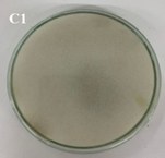 Isolado F5 - Fusarium sp. LCE-04 (em placa)