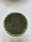 Penicillium gravinicasei LCE-06 (em placa)