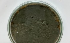 Penicillium gravinicasei LCE-06 (em placa)