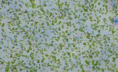 Tetradesmus obliquus LCE-01 (aumento de 10x)