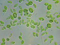 Tetradesmus obliquus LCE-01 (aumento de 40x)