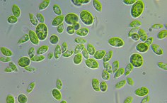 Tetradesmus obliquus LCE-01 (aumento de 40x)
