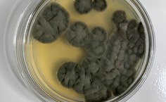 Cladosporium halotolerans LCE-02 - placa