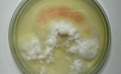 Fusarium keratoplasticum LCE-03 - placa