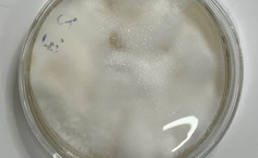 Fusarium solani LCE-05 - placa