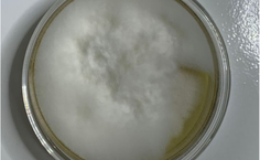 Fusarium sp. LCE-04 - placa