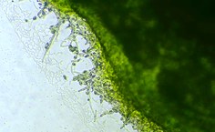 Consórcio microalga-fungo 1