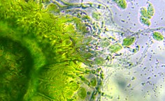 Consórcio microalga-fungo 2