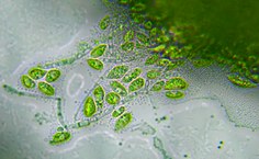 Consórcio microalga-fungo 3