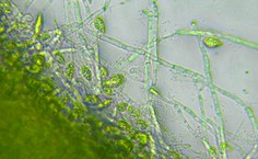 Consórcio microalga-fungo 4